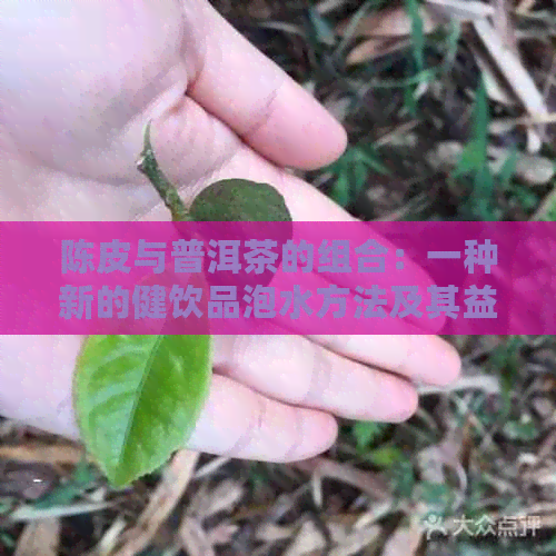 陈皮与普洱茶的组合：一种新的健饮品泡水方法及其益处