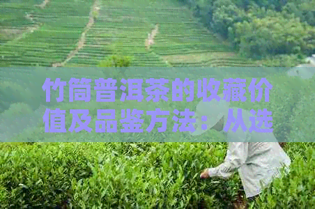 竹筒普洱茶的收藏价值及品鉴方法：从选购到保存全方位解析