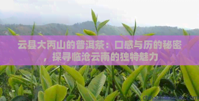 云县大丙山的普洱茶：口感与历的秘密，探寻临沧云南的独特魅力