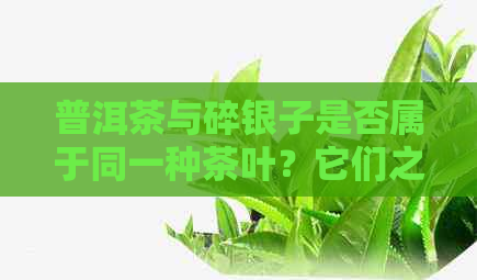 普洱茶与碎银子是否属于同一种茶叶？它们之间有何区别？