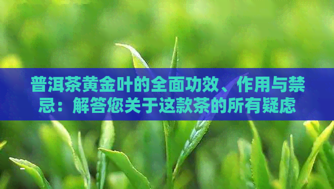 普洱茶黄金叶的全面功效、作用与禁忌：解答您关于这款茶的所有疑虑