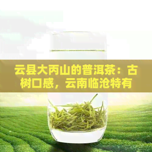 云县大丙山的普洱茶：古树口感，云南临沧特有风味