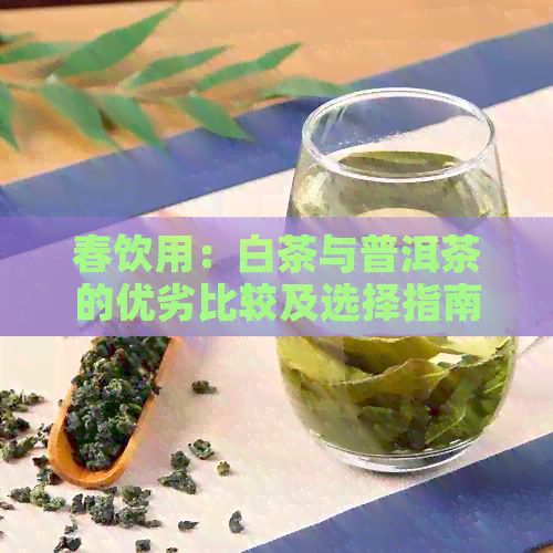 春饮用：白茶与普洱茶的优劣比较及选择指南