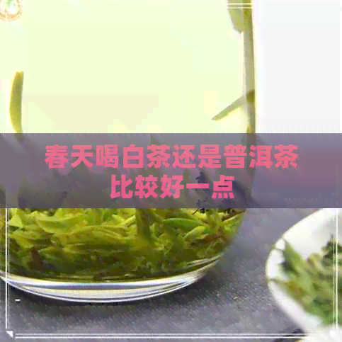 春天喝白茶还是普洱茶比较好一点