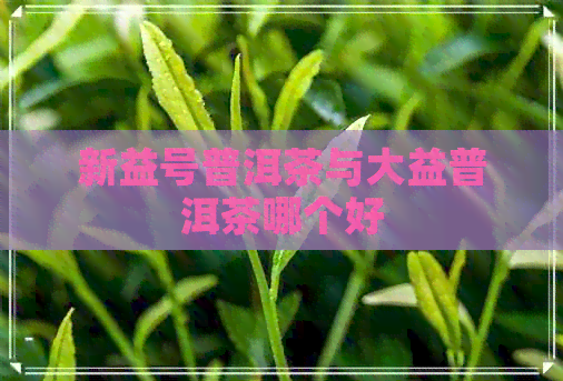 新益号普洱茶与大益普洱茶哪个好