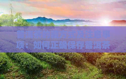 普洱茶的藏方式及注意事项：如何正确保存普洱茶？