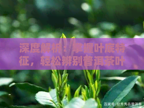 深度解析：掌握叶底特征，轻松辨别普洱茶叶的品质与好坏