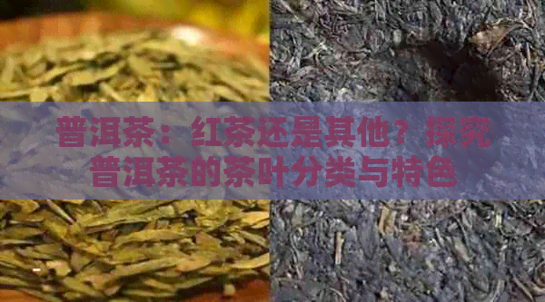 普洱茶：红茶还是其他？探究普洱茶的茶叶分类与特色