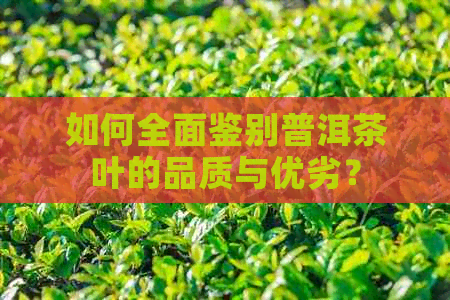 如何全面鉴别普洱茶叶的品质与优劣？