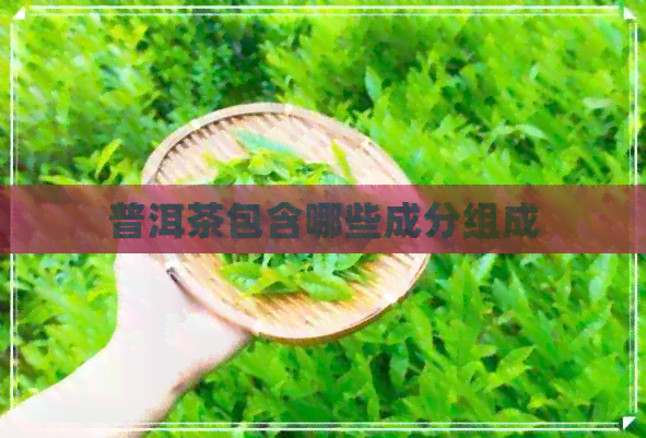 普洱茶包含哪些成分组成