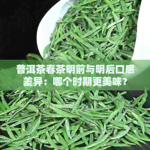 普洱茶春茶明前与明后口感差异：哪个时期更美味？