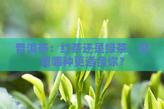 普洱茶：红茶还是绿茶，究竟哪种更适合你？