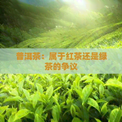 普洱茶：属于红茶还是绿茶的争议