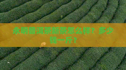 永明普洱茶新茶怎么样？多少钱一斤？