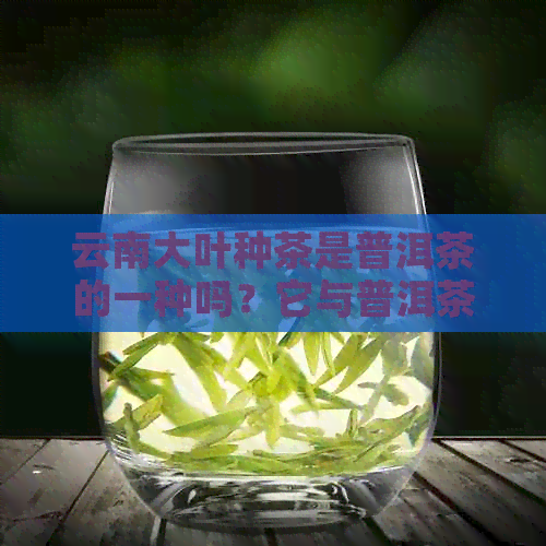 云南大叶种茶是普洱茶的一种吗？它与普洱茶有何区别？