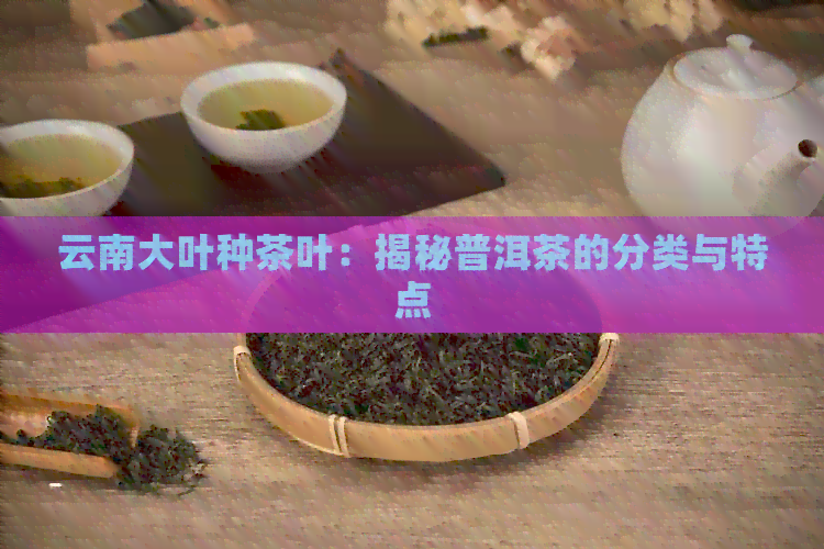 云南大叶种茶叶：揭秘普洱茶的分类与特点