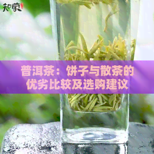 普洱茶：饼子与散茶的优劣比较及选购建议