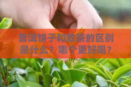 普洱饼子和散茶的区别是什么？哪个更好喝？