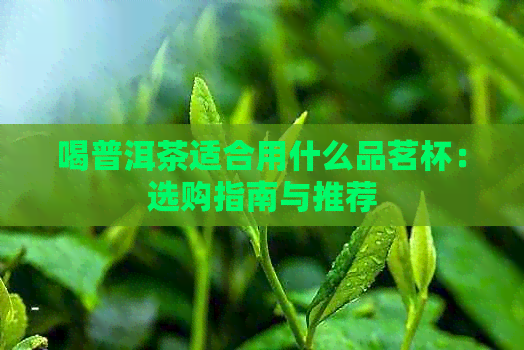 喝普洱茶适合用什么品茗杯：选购指南与推荐