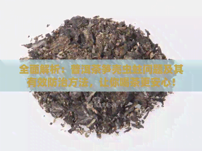 全面解析：普洱茶笋壳虫蛀问题及其有效防治方法，让你喝茶更安心！