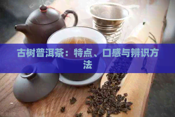 古树普洱茶：特点、口感与辨识方法