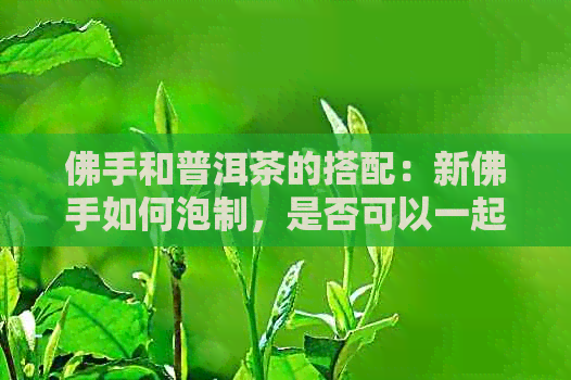 佛手和普洱茶的搭配：新佛手如何泡制，是否可以一起饮用？