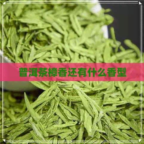 普洱茶樟香还有什么香型