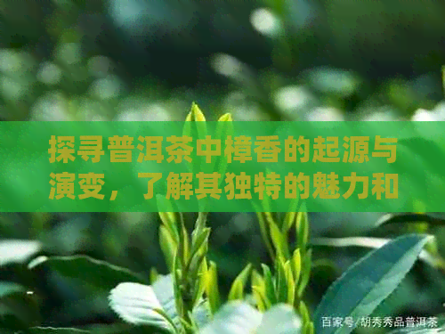 探寻普洱茶中樟香的起源与演变，了解其独特的魅力和作用