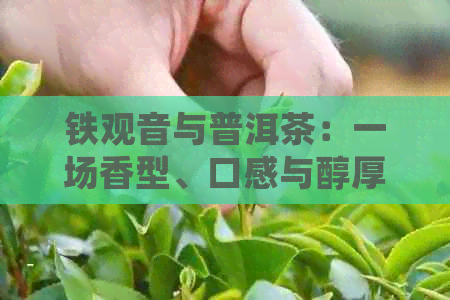 铁观音与普洱茶：一场香型、口感与醇厚度的较量，探寻哪款茶叶更受欢迎？