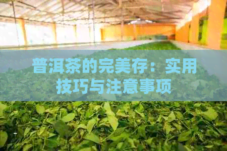 普洱茶的完美存：实用技巧与注意事项