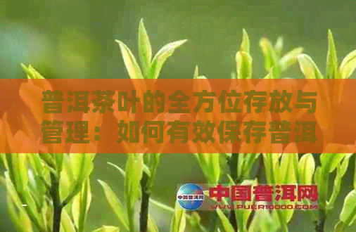 普洱茶叶的全方位存放与管理：如何有效保存普洱茶叶，长其保质期？