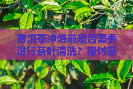 普洱茶冲泡前是否需要进行茶叶清洗？探讨茶叶清洁的重要性与方法