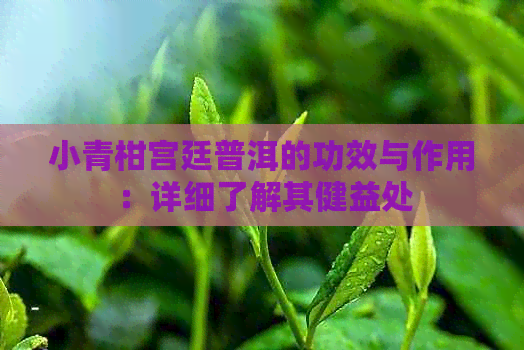 小青柑宫廷普洱的功效与作用：详细了解其健益处