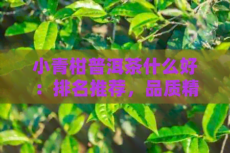 小青柑普洱茶什么好：排名推荐，品质精选，口感绝佳，哪个牌子好？