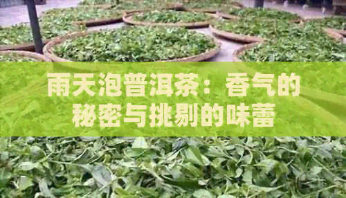 雨天泡普洱茶：香气的秘密与挑剔的味蕾