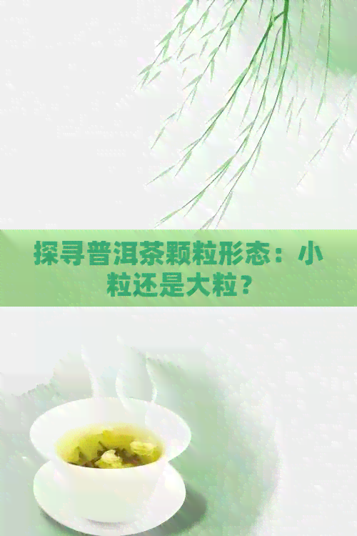 探寻普洱茶颗粒形态：小粒还是大粒？