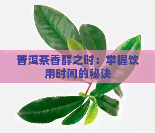 普洱茶香醇之时：掌握饮用时间的秘诀