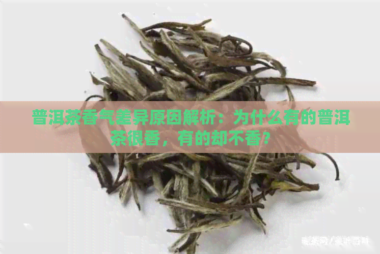 普洱茶香气差异原因解析：为什么有的普洱茶很香，有的却不香？