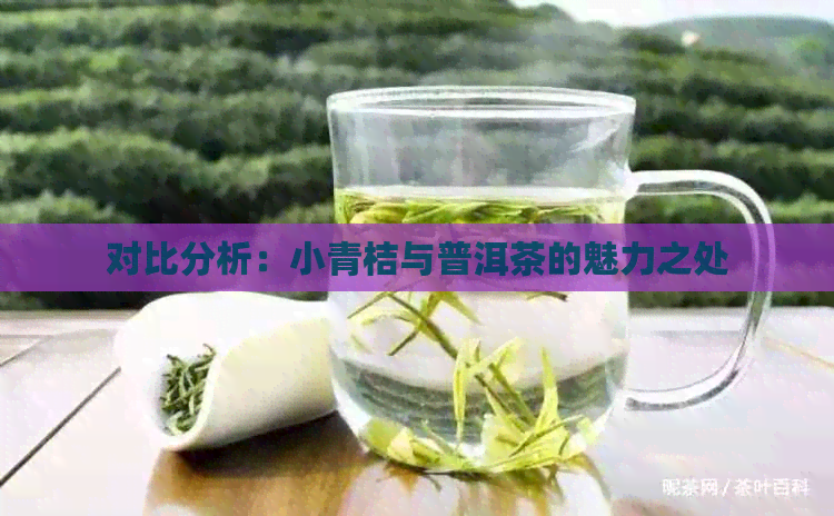 对比分析：小青桔与普洱茶的魅力之处