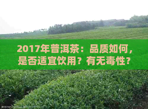 2017年普洱茶：品质如何，是否适宜饮用？有无性？