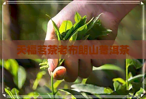 天福茗茶老布朗山普洱茶