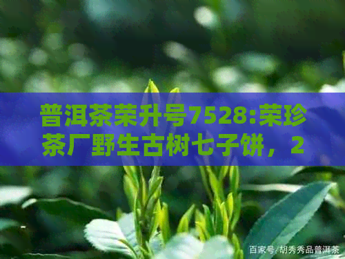 普洱茶荣升号7528:荣珍茶厂野生古树七子饼，2008年厂庆特制普洱贡茶生茶