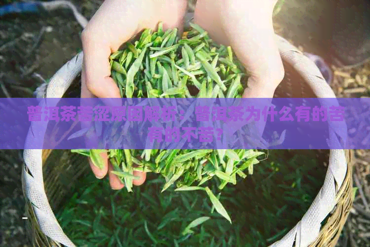 普洱茶苦涩原因解析：普洱茶为什么有的苦有的不苦？