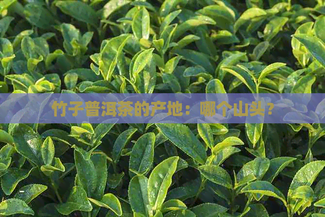 竹子普洱茶的产地：哪个山头？