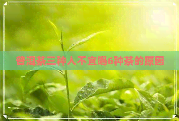 普洱茶三种人不宜喝6种茶的原因