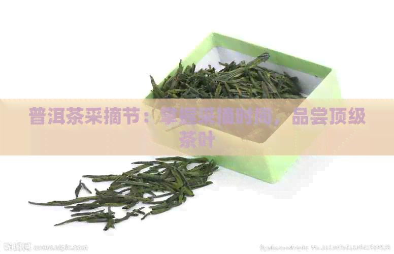 普洱茶采摘节：掌握采摘时间，品尝顶级茶叶