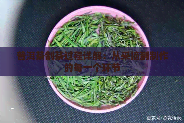 普洱茶制茶过程详解：从采摘到制作的每一个环节