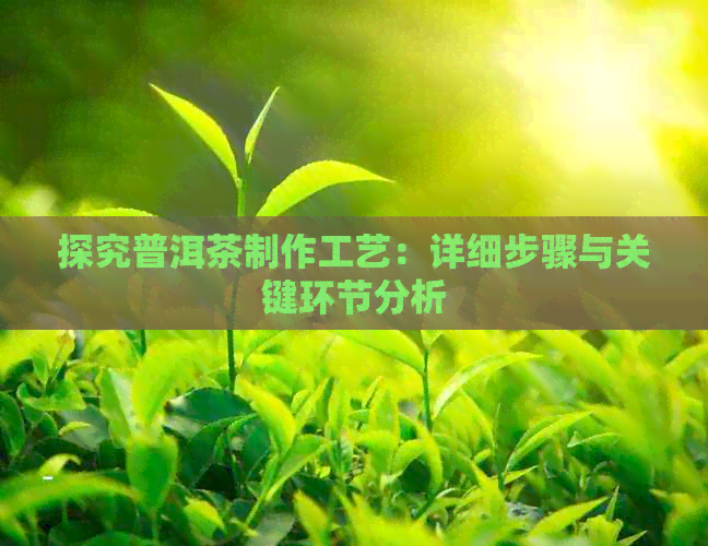 探究普洱茶制作工艺：详细步骤与关键环节分析