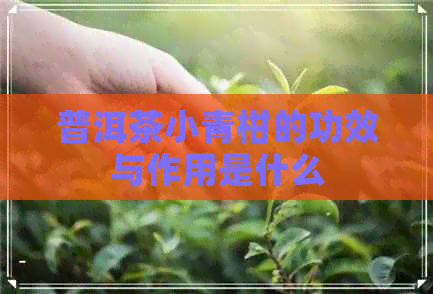 普洱茶小青柑的功效与作用是什么