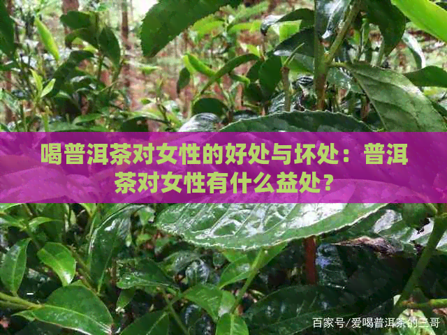 喝普洱茶对女性的好处与坏处：普洱茶对女性有什么益处？